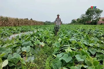 Liên kết sản xuất nâng cao giá trị nông sản