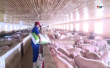 Giá lợn hơi tiếp tục giảm mạnh