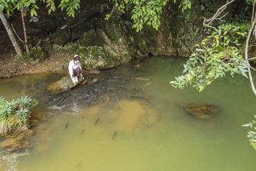 Bí ẩn hang cá thần giữa đại ngàn xứ Thanh