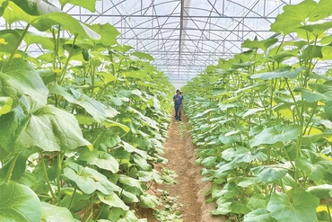 Sức bật nông thôn mới từ các HTX nông nghiệp ứng dụng công nghệ cao