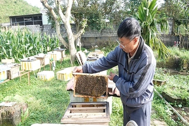 Vị ngọt thắp sáng “ước mơ quê”