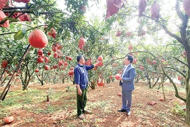 Nền móng để nông sản tham gia sâu hơn vào chuỗi giá trị toàn cầu