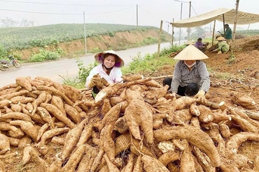Ngọc Liên phát triển sản xuất nông nghiệp gắn với XDNTM