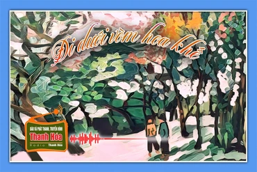 [Podcast Tản văn]: Đi dưới vòm hoa khế