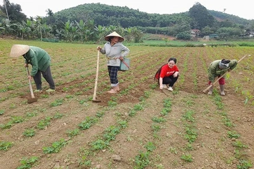 Xây dựng vùng nguyên liệu&nbsp;phát triển bền vững sản phẩm OCOP