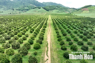 Minh bạch quản lý nông sản&nbsp;bằng mã số vùng trồng
