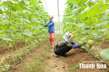 Nông dân chuyển mình từ những bước đi số hóa
