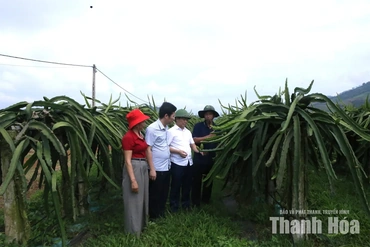 Nỗ lực hoàn thành mục tiêu phát triển sản phẩm OCOP