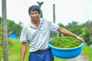 Tôi chọn cây rau má để trả ơn quê nghèo