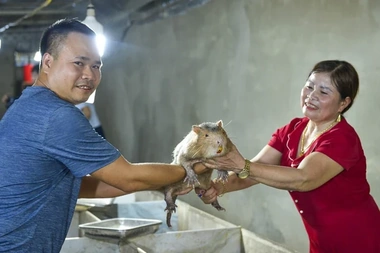 Nuôi dúi không khó, chỉ cần có đam mê