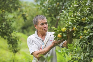 Cam, quýt Pù Luông, cây thoát nghèo của người vùng cao