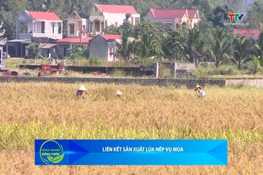 Bản tin Nông nghiệp - Nông thôn ngày 22/7/2026