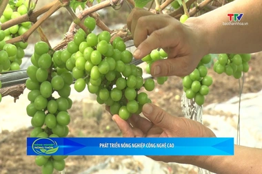 Bản tin Nông nghiệp - Nông thôn ngày 29/7/2026