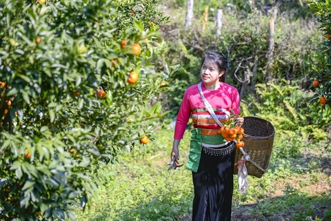 Hái “quả ngọt” từ đất dốc Cao Sơn