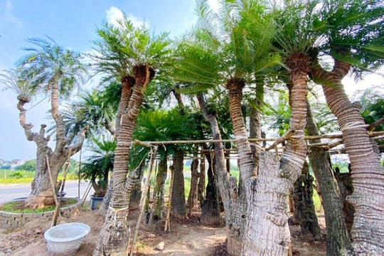 Cây Ba Miền: Dẫn đầu “hành trình xanh”, kiến tạo cảnh quan bền vững cho mọi công trình