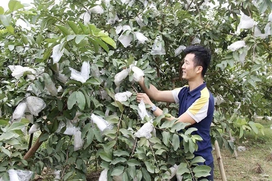 Phát triển nông nghiệp theo hướng sản xuất hàng hóa, nâng tiêu chí thu nhập trong XDNTM