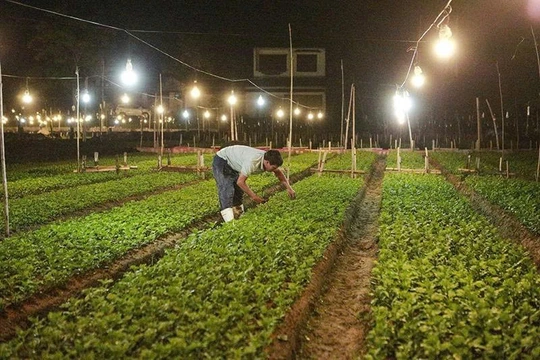 Các nhà vườn tất bật trồng hoa tết