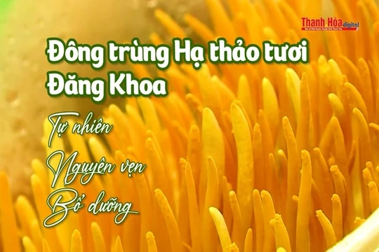 [REVIEW OCOP] Đông trùng hạ thảo tươi Đăng Khoa - Tự nhiên, Nguyên vẹn, Bổ dưỡng