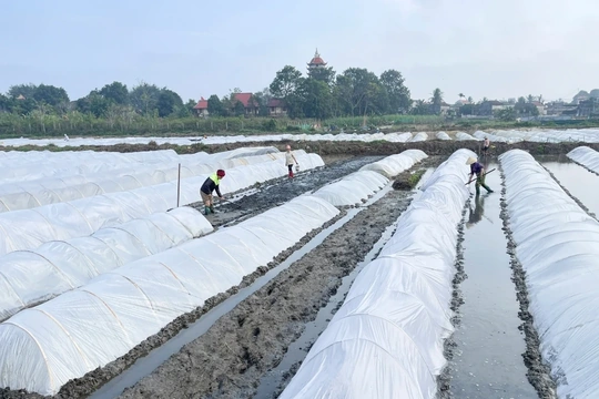 Chủ động các biện pháp phòng chống rét cho cây trồng