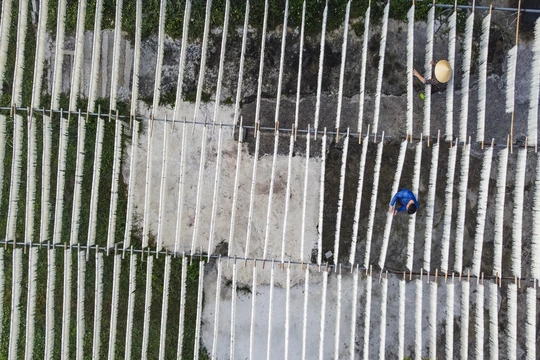 Từ hạt gạo quê đến sợi miến ngày Tết ở làng nghề xứ Thanh