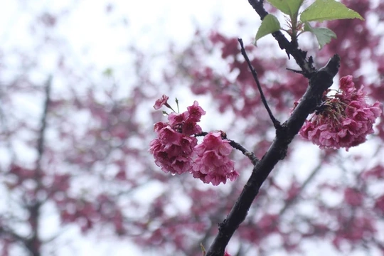 Nhận định thời tiết từ ngày mùng 2 đến mùng 6 Tết