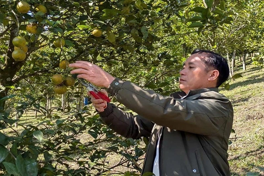 Người đưa “trái ngọt” lên vùng đất khó