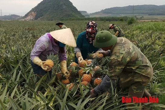 Dứa gai rớt giá, Sở Nông nghiệp và Phát triển nông thôn gửi công văn khẩn yêu cầu các địa phương báo cáo