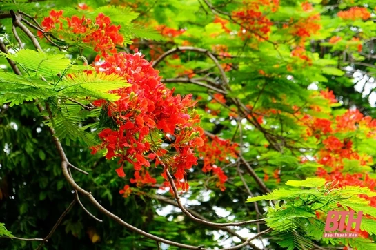Phượng đỏ “thắp lửa” tháng 5