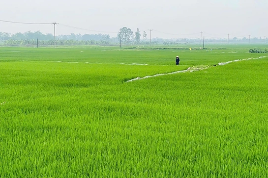 Xanh lại đồng hoang
