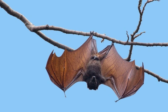 Australia: Phát hiện virus mới có nguồn gốc từ dơi