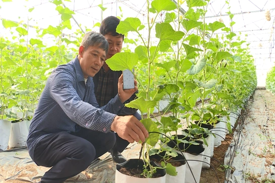 Thanh Hóa có 121 mã số vùng trồng nông sản phục vụ xuất khẩu