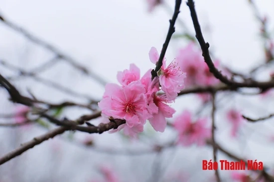 Đào Quảng Chính - “Thương  hiệu mới” của làng đào  xứ Thanh