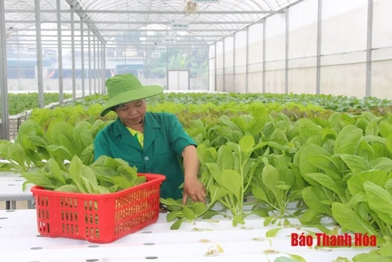 Huyện Quảng Xương: Nhiều chính sách hỗ trợ phát triển sản xuất