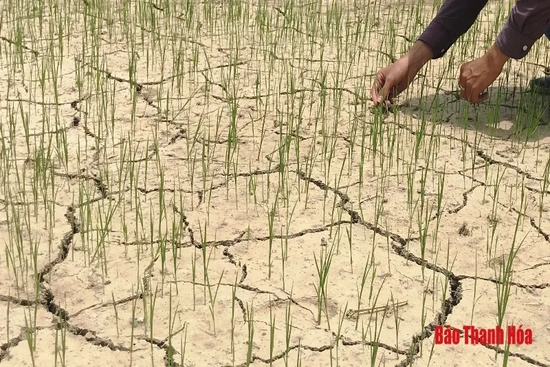 Nắng nóng khiến lúa 500 ha lúa thu mùa khô hạn