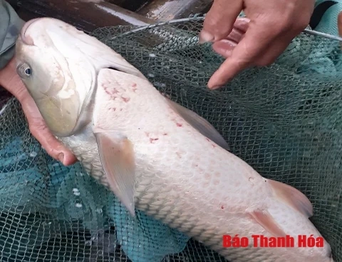 Vụ cá chết bất thường trên sông Mã:  Phát hiện cơ sở xả thải trực tiếp ra sông