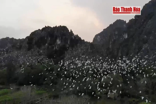 Du khách mãn nhãn với đàn cò hàng vạn con ở danh thắng Kim Sơn