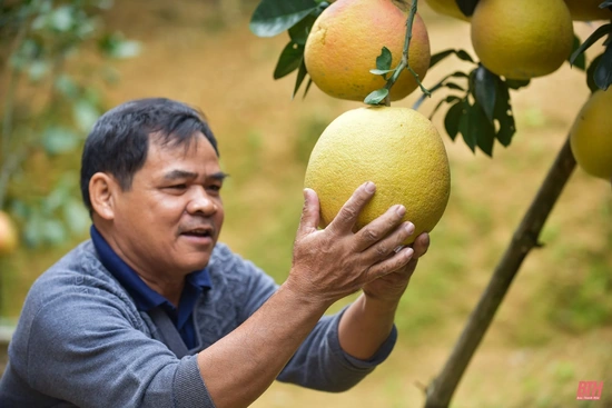 Sống khỏe nhờ bưởi tiến vua