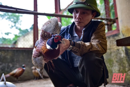 Nỗ lực cứu hộ động vật hoang dã