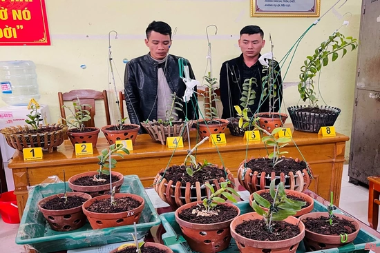 Bắt giữ 2 đối tượng chuyên trộm hoa lan đột biến