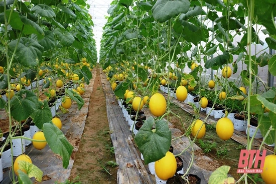 Thanh Hoá là tỉnh có mức thu nhập bình quân đầu người năm 2020 cao nhất khu vực Bắc Trung bộ