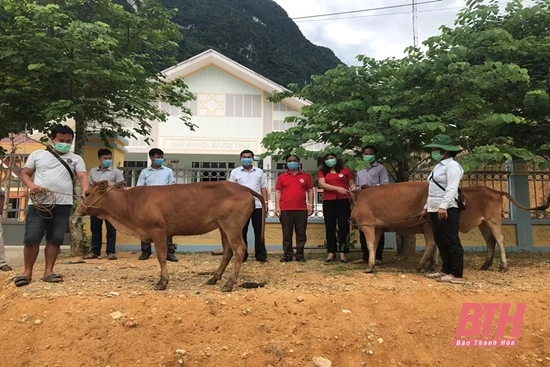 Trao bò sinh sản cho các hộ có hoàn cảnh khó khăn ở bản Mùa Xuân