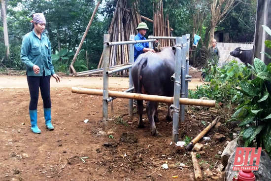 Huyện  Cẩm Thuỷ công bố hết  dịch viêm da nổi cục trên trâu,  bò