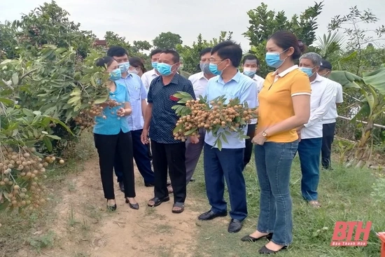 Hội Nông dân huyện Nông Cống kết nối tiêu thụ nhãn lồng cho nông dân