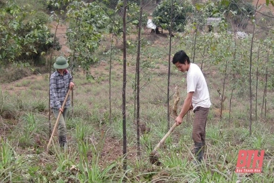 Hơn 2.263 ha cao su kém hiệu quả