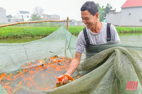 Nông dân thu hoạch cá chép đỏ phục vụ Tết ông Công ông Táo