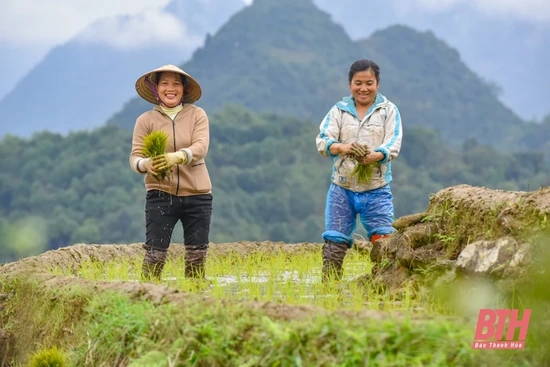 Cấy lúa trên đỉnh Pù Luông
