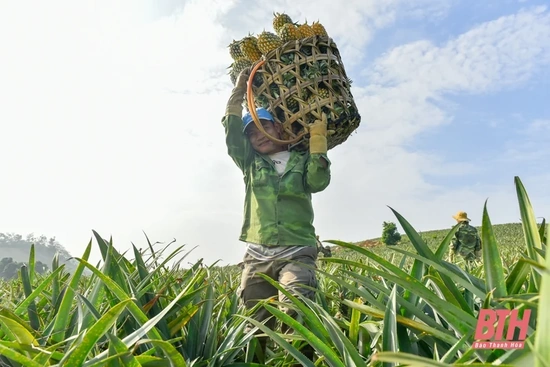 Thanh Hóa vào mùa thu hoạch dứa