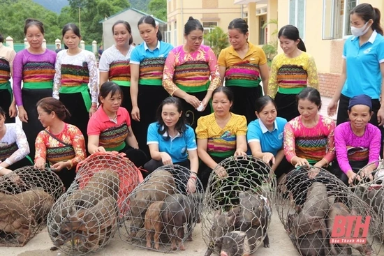 Ra mắt Tổ hợp tác chăn nuôi lợn nái đen sinh sản do phụ nữ làm chủ tại Quan Hóa
