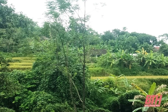 Xã Tân Thành (Thường Xuân) khẩn trương khắc phục sự cố, bảo đảm an toàn sau mưa lũ