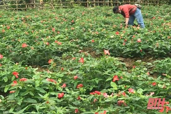Quan Hóa mở rộng diện tích trồng cây sâm Báo